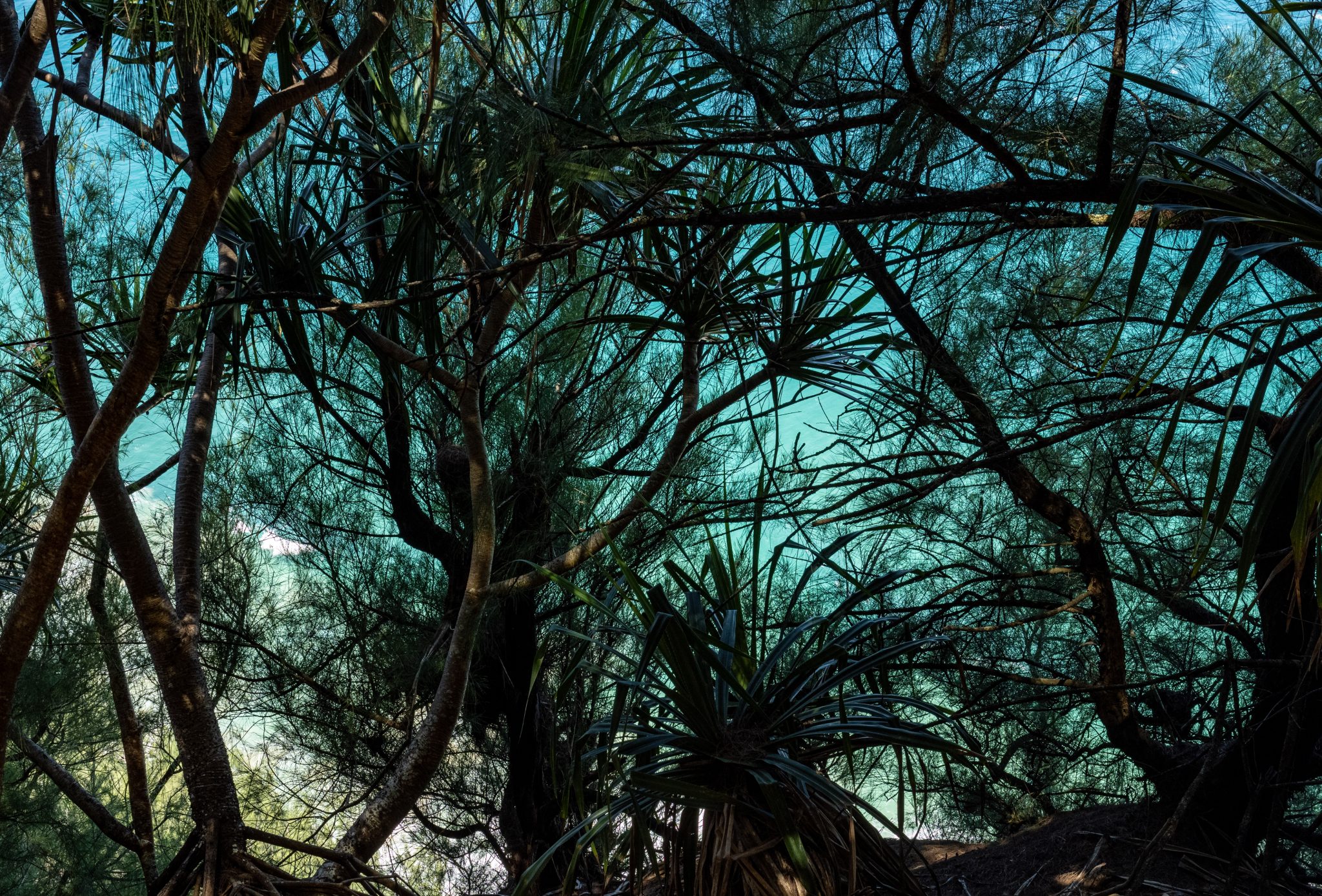 View upward through a dense canopy of dark green tree branches.